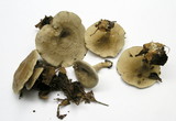 Rhodocybe popinalis image