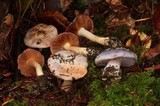 Cortinarius variicolor image