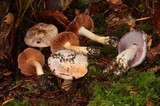 Cortinarius variicolor image