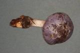 Cortinarius variicolor image