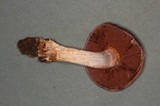 Cortinarius variicolor image