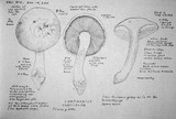 Cortinarius variicolor image