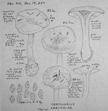 Cortinarius variicolor image