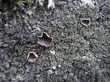 Xanthoparmelia conspersa image