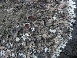 Xanthoparmelia conspersa image