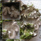 Peltigera praetextata image