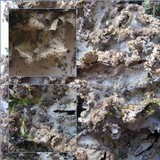 Peltigera praetextata image