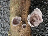 Auricularia nigricans image