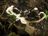 Earliella scabrosa image