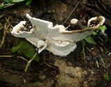Earliella scabrosa image