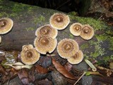 Lentinus berteroi image
