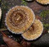 Lentinus berteroi image