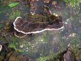 Coriolopsis caperata image
