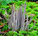 Alloclavaria purpurea image