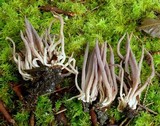 Alloclavaria purpurea image