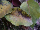 Diplocarpon mespili image