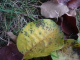 Diplocarpon mespili image