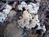 Sebacina epigaea image