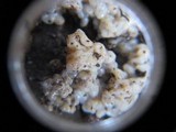 Sebacina epigaea image
