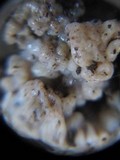 Sebacina epigaea image