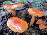 Lactarius subflammeus image