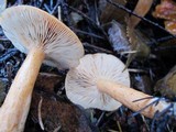 Lactarius subflammeus image