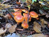 Lactarius subflammeus image