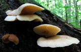 Crepidotus crocophyllus image