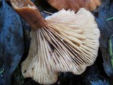 Lactarius subflammeus image