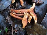 Lactarius subflammeus image