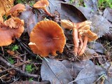 Lactarius subflammeus image