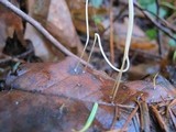 Macrotyphula juncea image