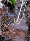 Macrotyphula juncea image