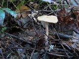 Hydnum oregonense image