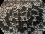 Buellia chloroleuca image