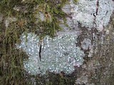 Pertusaria amara f. amara image