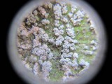 Pertusaria amara f. amara image