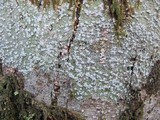 Pertusaria amara f. amara image