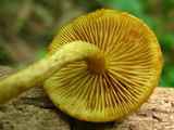 Pholiota granulosa image