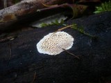 Antrodia albida image