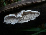 Antrodia albida image