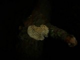 Antrodia ramentacea image