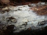 Botryobasidium subcoronatum image