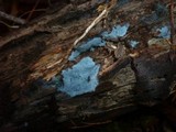 Byssocorticium atrovirens image