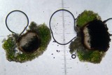 Cyphelium tigillare image