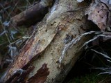 Coniophora arida image