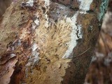 Coniophora arida image