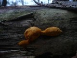 Gloeophyllum odoratum image
