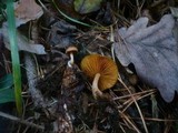 Gymnopilus penetrans image