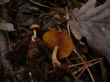 Gymnopilus penetrans image